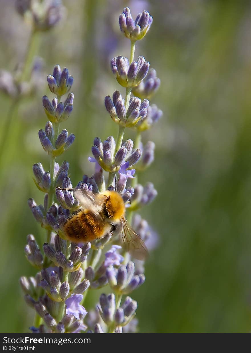 Bumblebee tasting lavender flowers in garden. Bumblebee tasting lavender flowers in garden