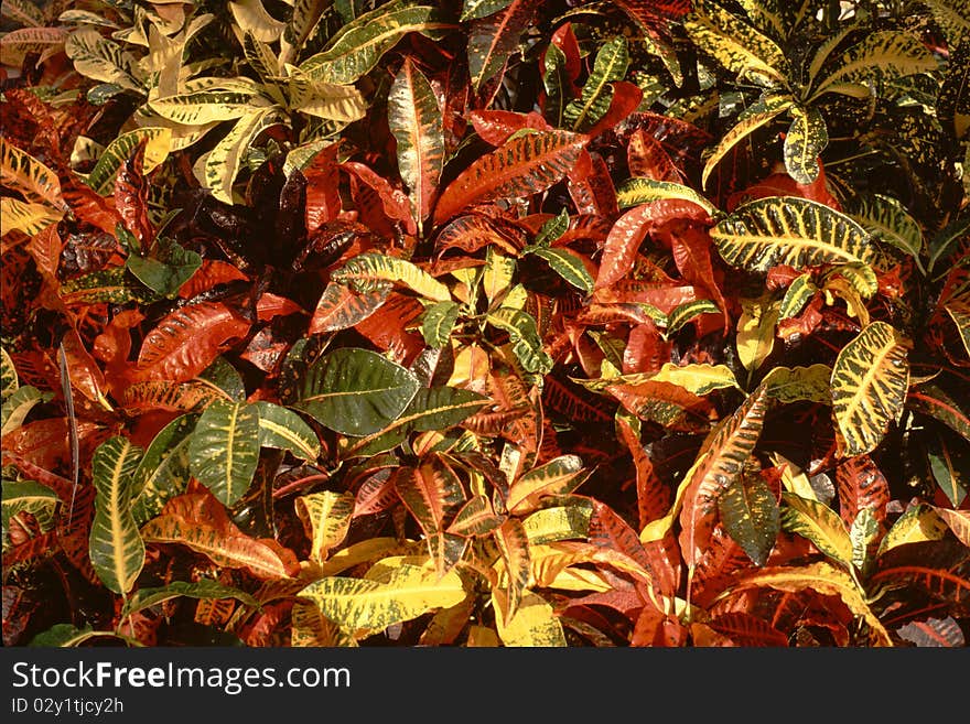 Crotons-Codiacum variegatum- is decorative plant with brilliant, multi-hue leaves. Crotons-Codiacum variegatum- is decorative plant with brilliant, multi-hue leaves