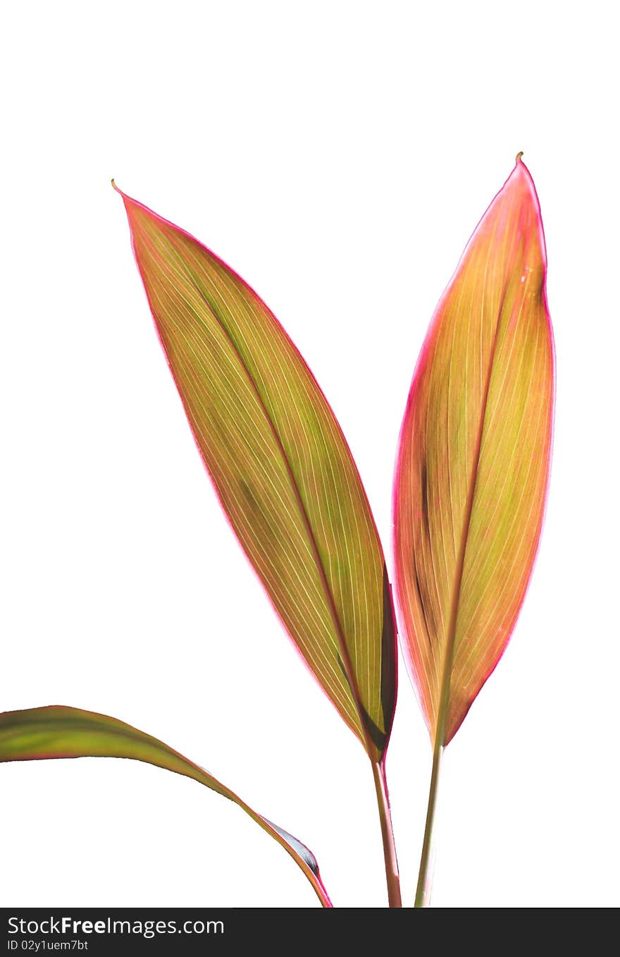 Cordyline Fruticosa / Cordyline Terminalis