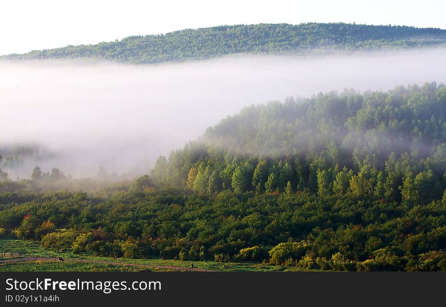 Many trees in the forest