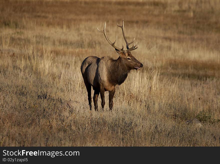 Elk _MG_3903