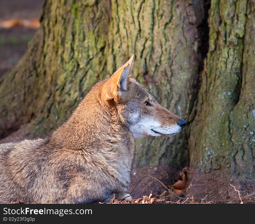 Red Wolf during the fall season