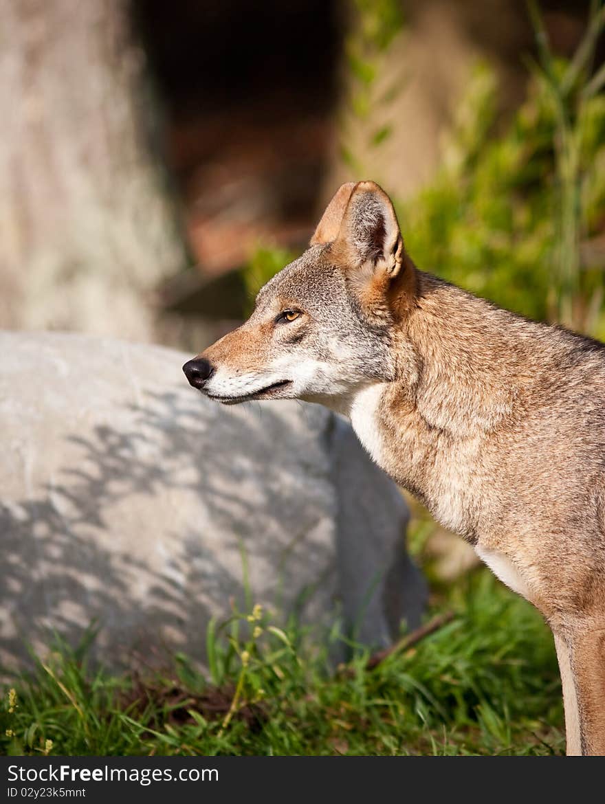 Red Wolf during the fall season