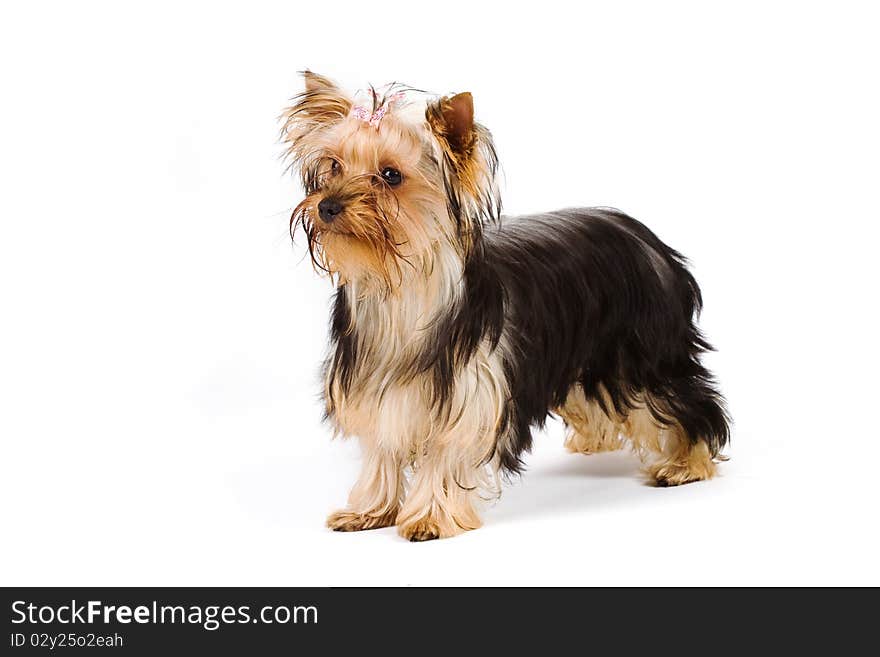 Cute small yorkie isolated on white. Cute small yorkie isolated on white