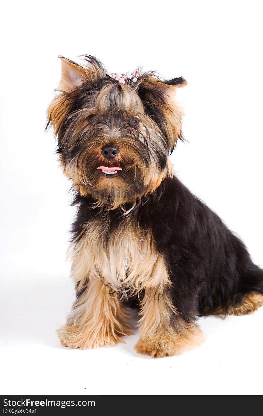 Cute yorkie isolated on white. Cute yorkie isolated on white