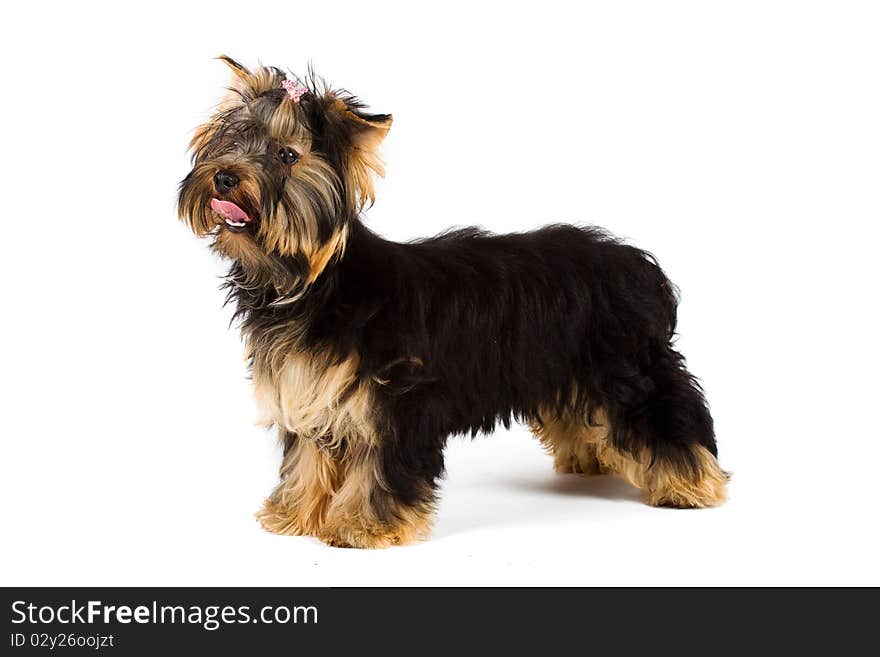 Yorkshire terrier isolated on white. Yorkshire terrier isolated on white