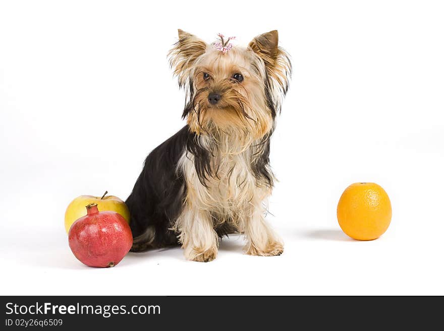 Cute small yorkie isolated on white. Cute small yorkie isolated on white