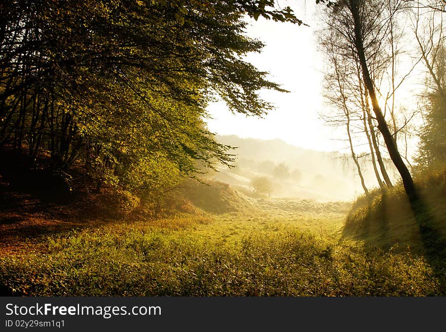 Autumn day in the woods