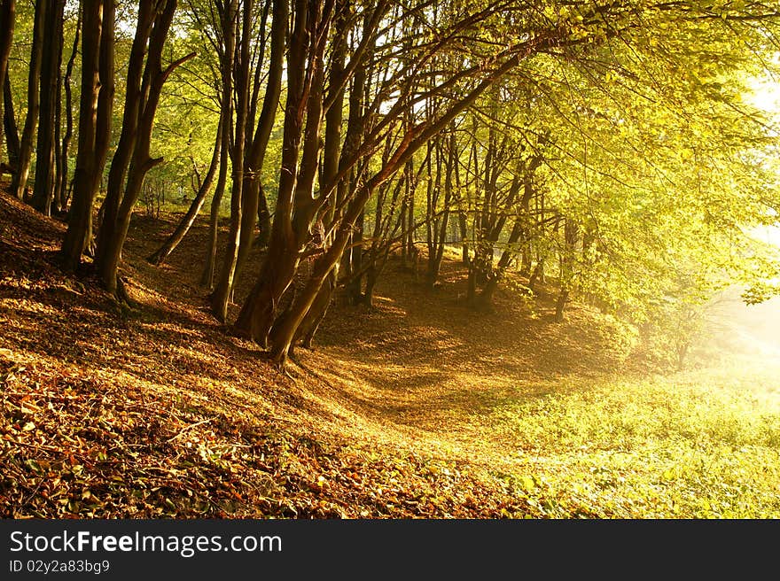 Autumn day in the woods