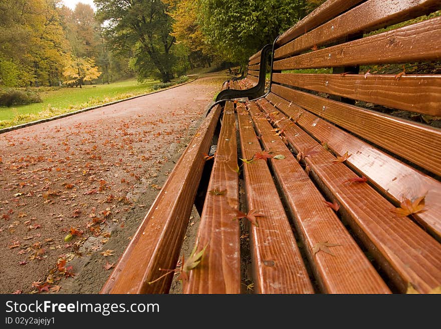 Autumn day in the woods