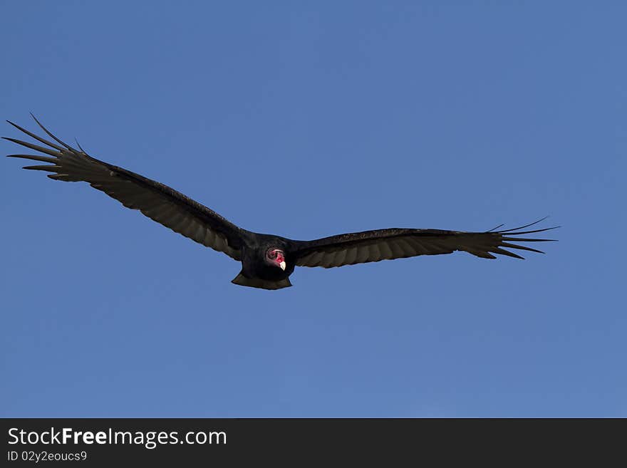 Turkey Vulture In Flight