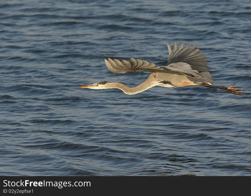 Great Blue Heron in Flight