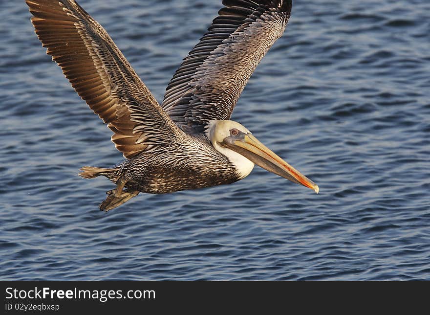 Brown Pelican in Flight Closeup