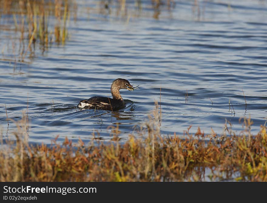 Pied-Billed Grebe