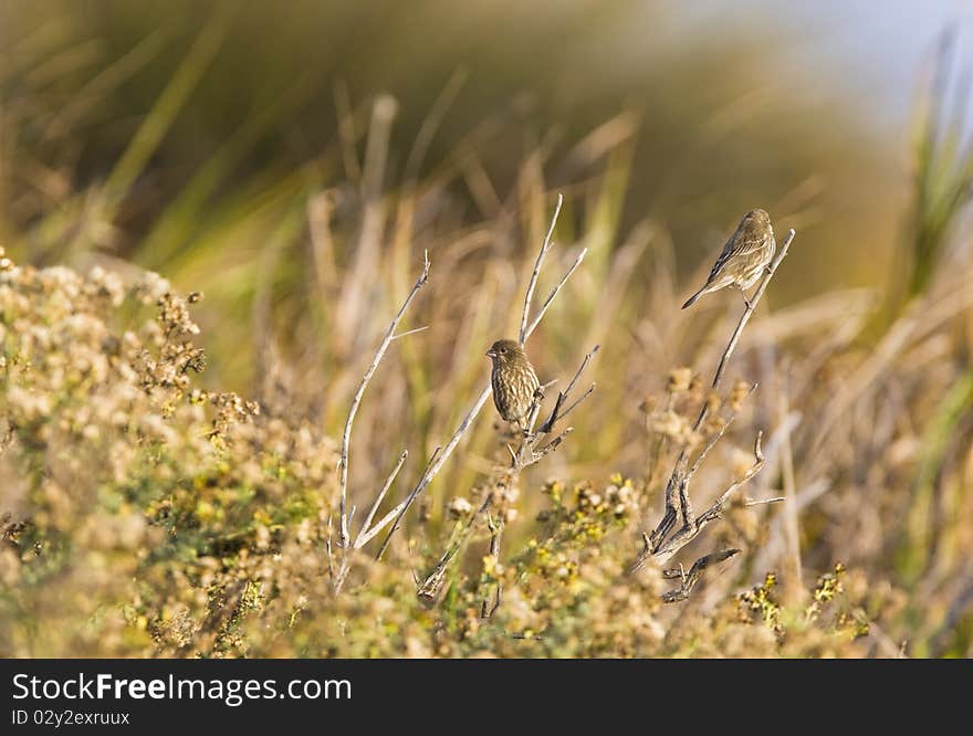 A pair of House Finches rest within the vegetation during sunrise. A pair of House Finches rest within the vegetation during sunrise