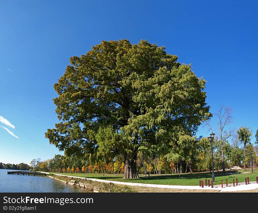 A old tree isolated by blue background