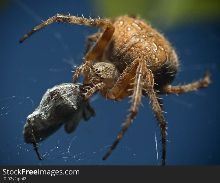 A spider kill a fly