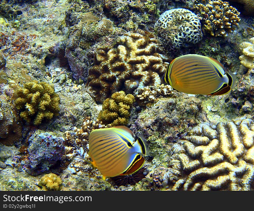 Two colourful fish feeding.