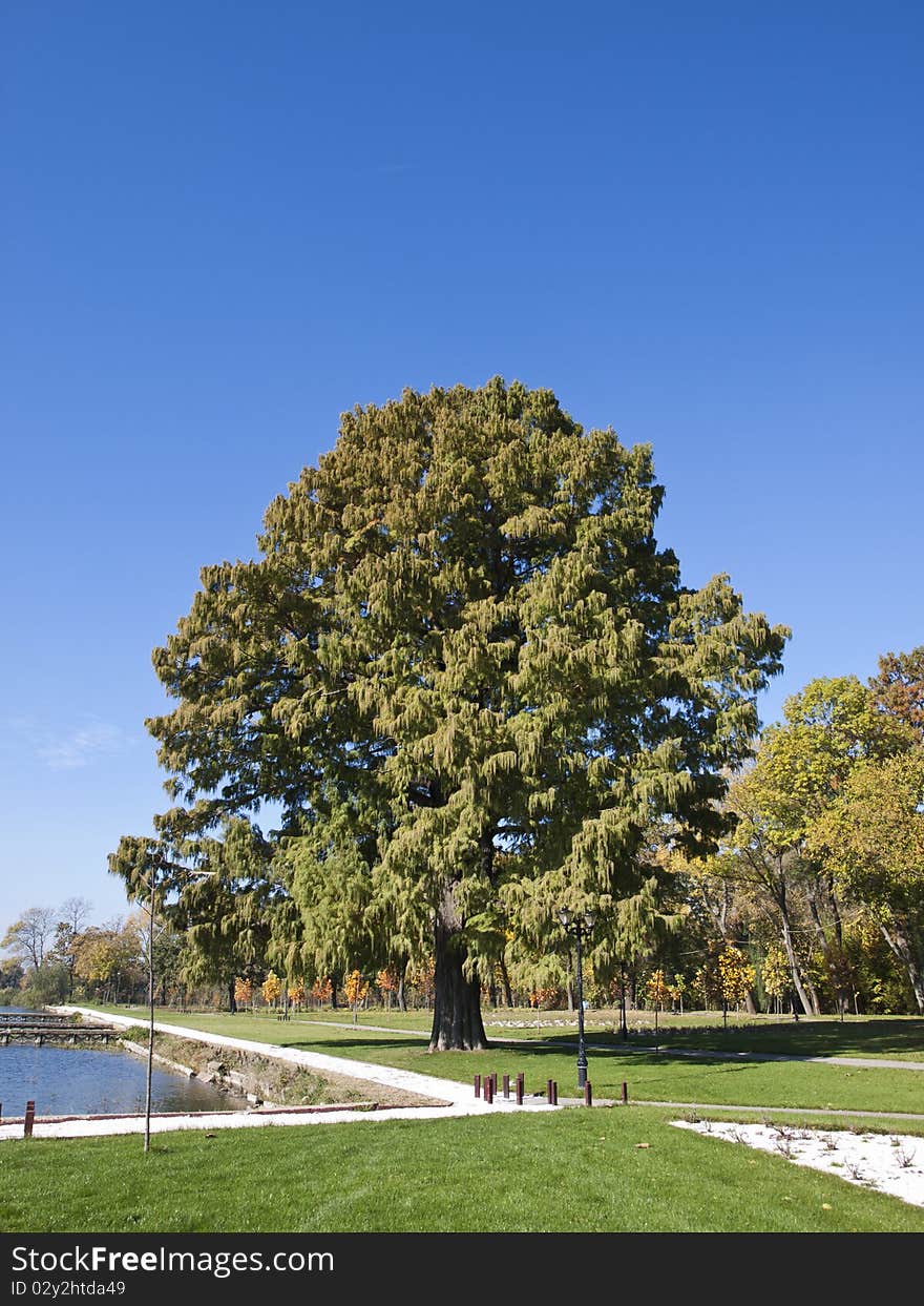 A tree isolated by a blue sky