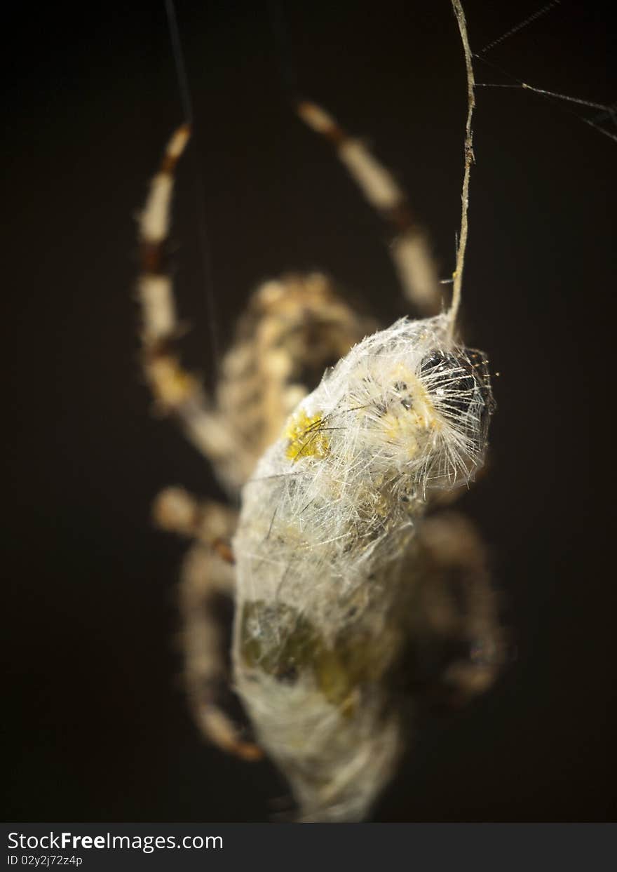 A caterpillar trapped in a web. A caterpillar trapped in a web