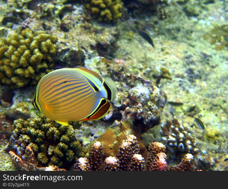 Fish and coral of many colours.