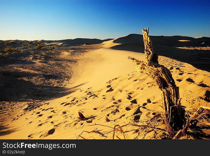 Dead populus euphratica in Badanjilin desert, China