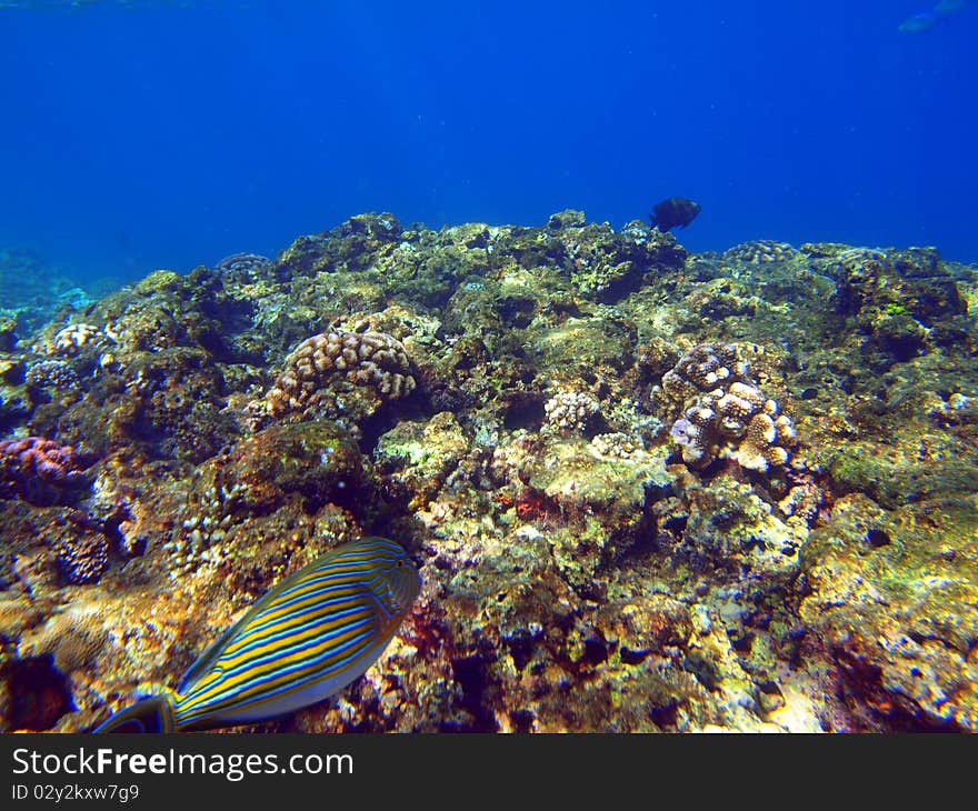 Tropical Fish Feeding On Some Coral.