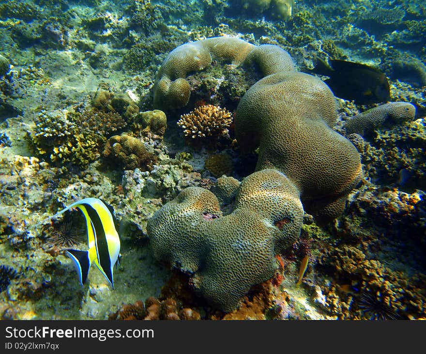 Coral And Fish In The Pacific Ocean