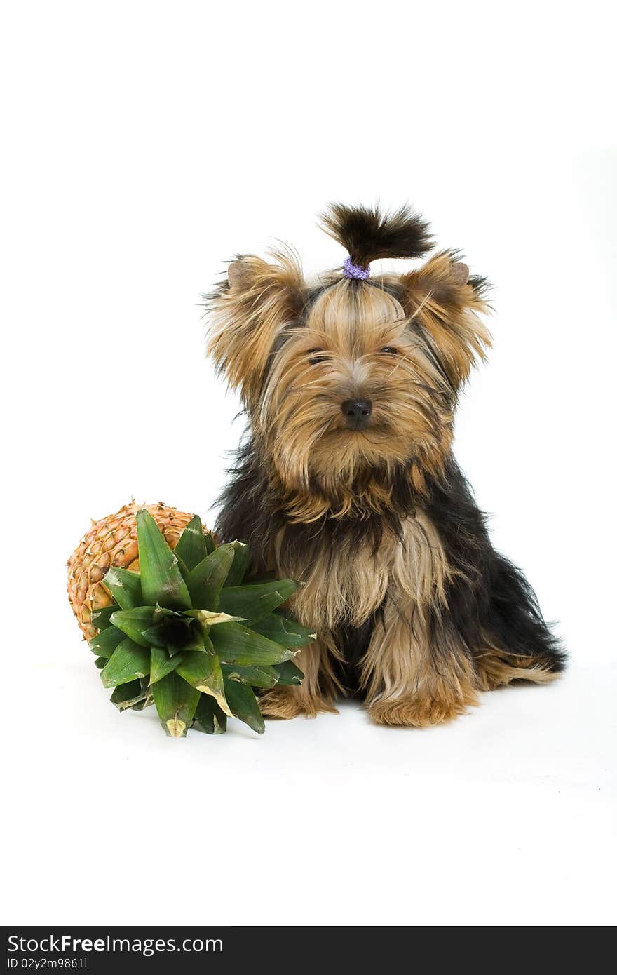 Yorkshire terrier isolated on white. Yorkshire terrier isolated on white