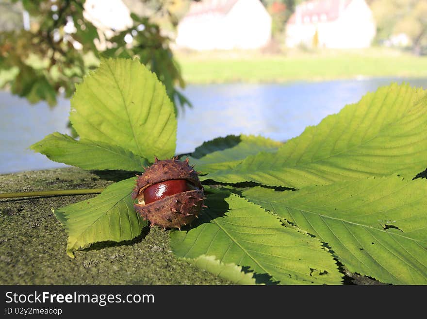 ...chestnuts...