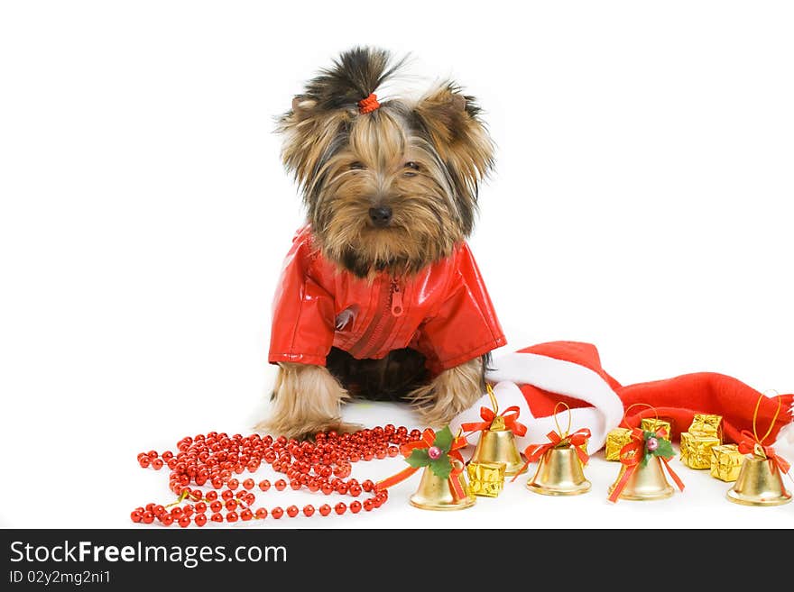 Yorkshire terrier isolated on white. Yorkshire terrier isolated on white