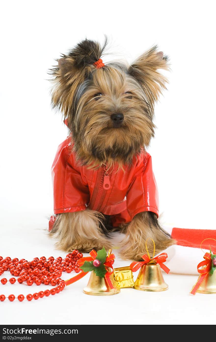 Yorkshire terrier isolated on white. Yorkshire terrier isolated on white