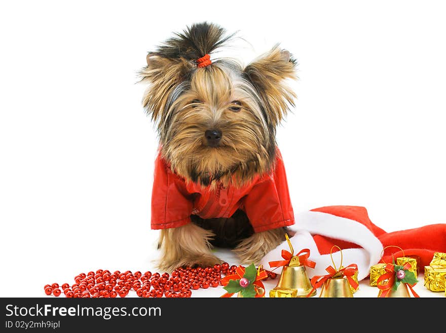 Yorkshire terrier isolated on white. Yorkshire terrier isolated on white