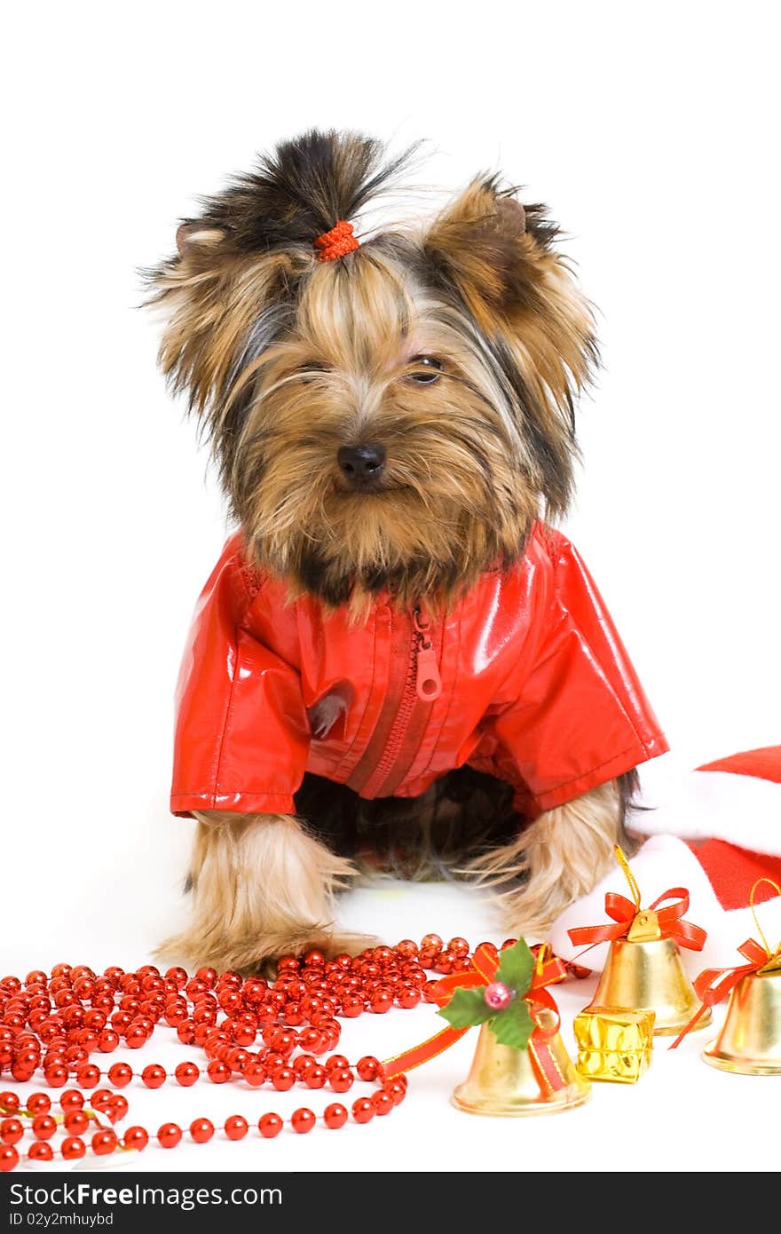 Yorkshire terrier isolated on white. Yorkshire terrier isolated on white