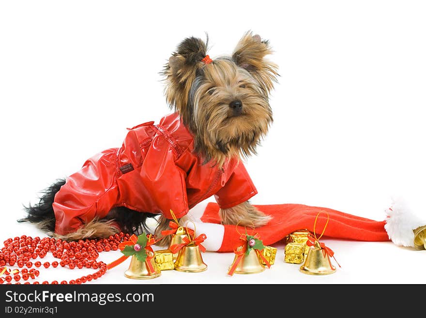 Yorkshire terrier isolated on white. Yorkshire terrier isolated on white