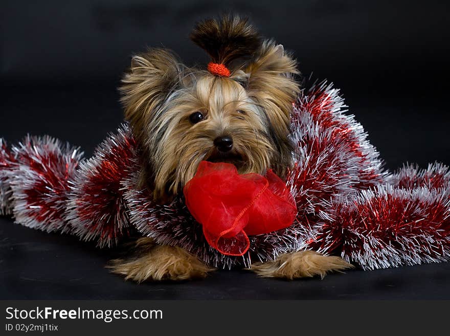 Yorkshire terrier isolated on white. Yorkshire terrier isolated on white