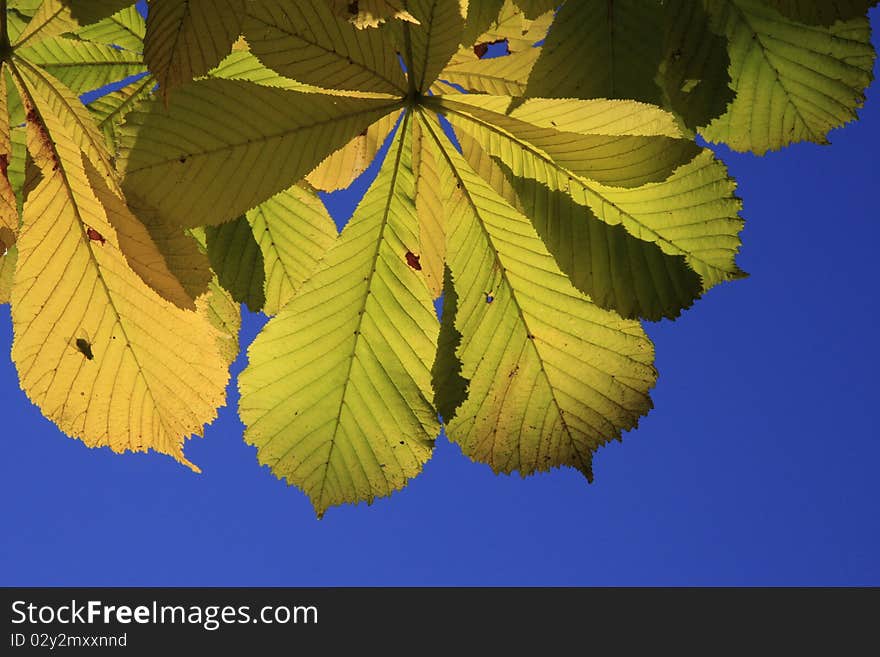 Sunny day, chestnuts season, blue sky, chestnuts trees and leaves and just one small fly rest there. Sunny day, chestnuts season, blue sky, chestnuts trees and leaves and just one small fly rest there.