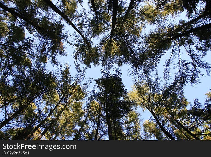 Trees and sky