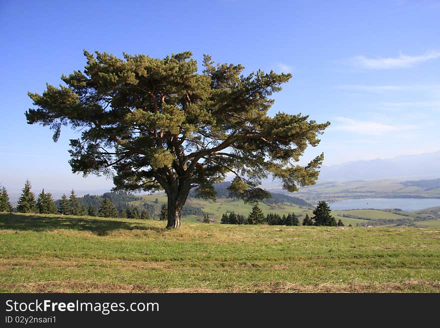 ...alone tree...