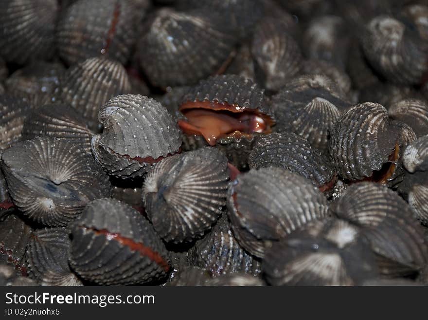 Closeup of shells with some half opened. Closeup of shells with some half opened