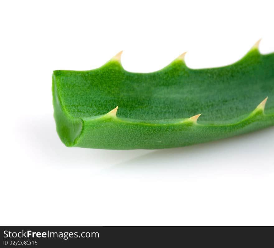 Aloe plant isolated on phite