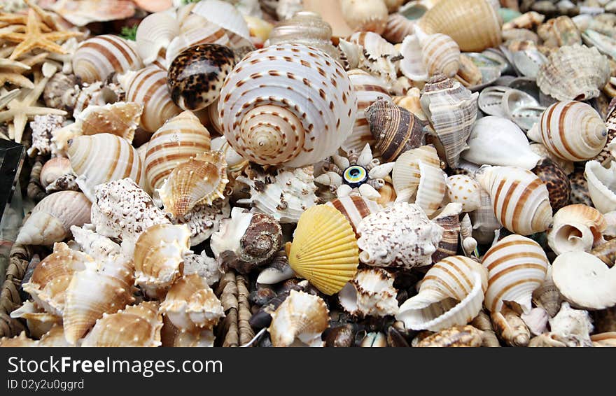 A view of seashell. It's a decor to aquarium.