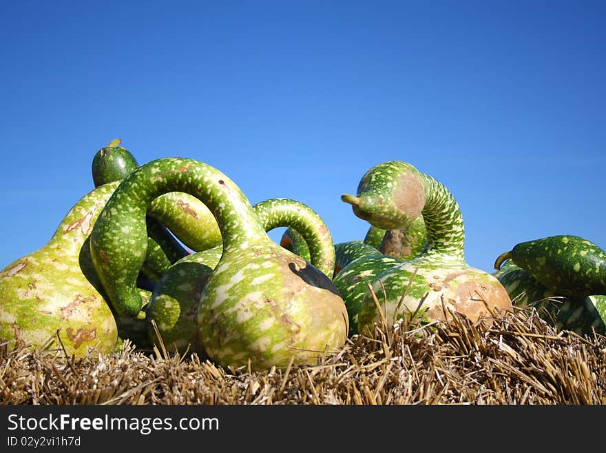 Green pumpkins