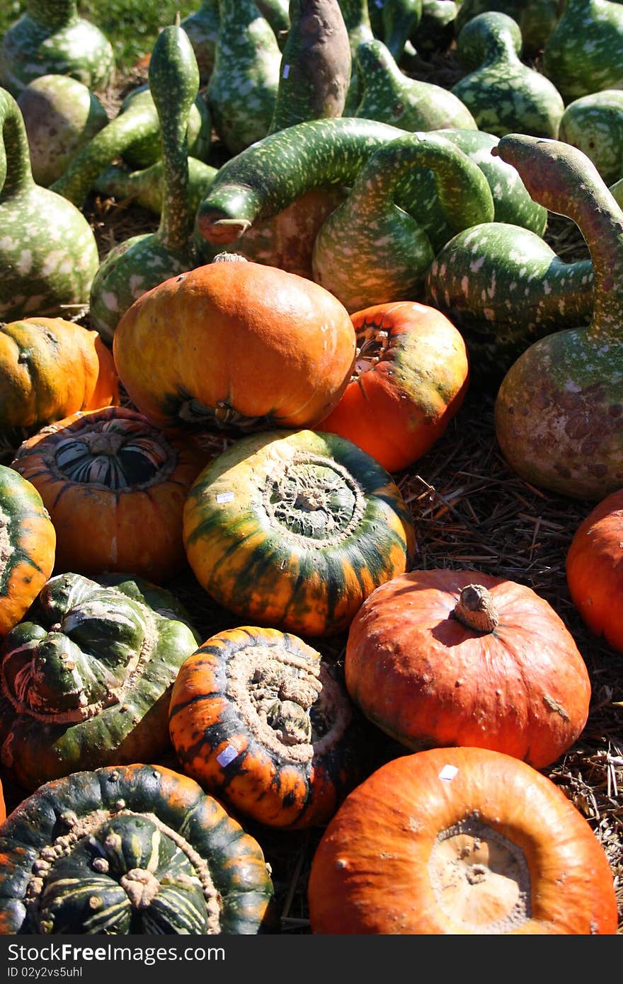 Different types of pumpkins for sale. Different types of pumpkins for sale