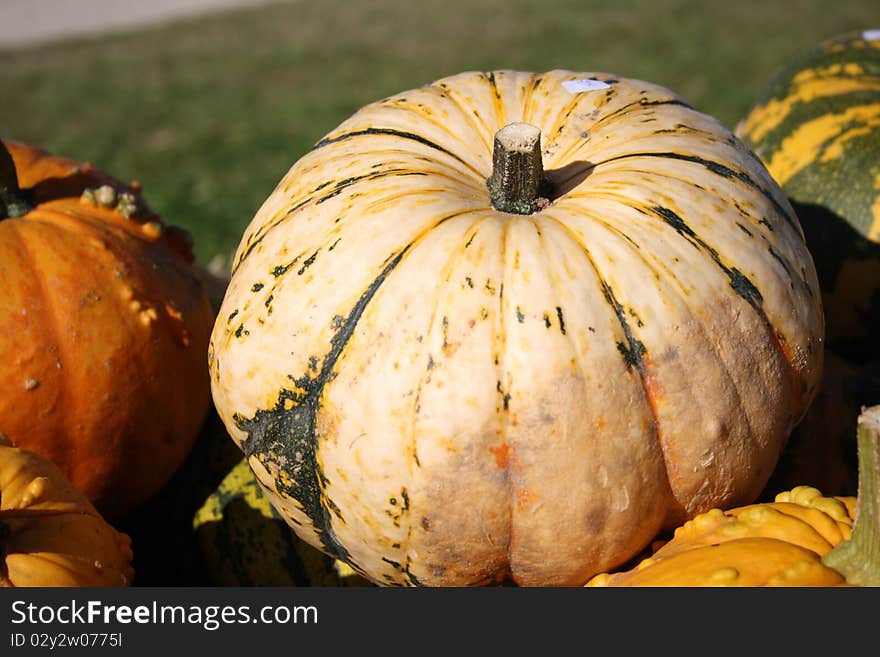 Different types of pumpkins for sale. Different types of pumpkins for sale