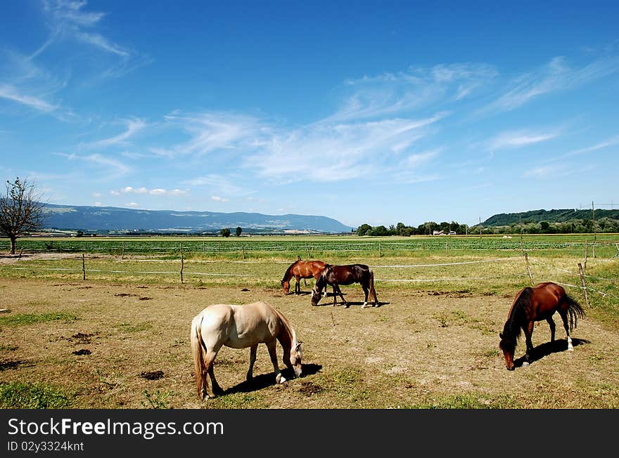 Horses in the filed under alpes mountains