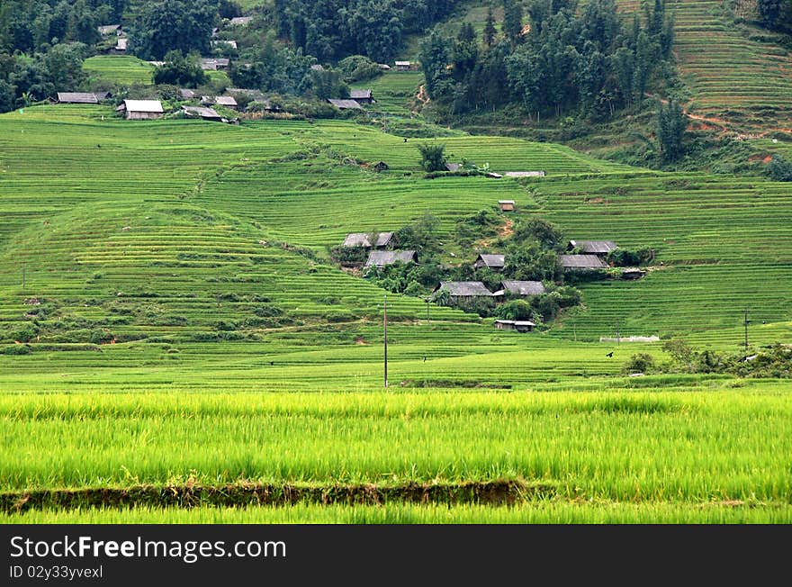 Landscape With Rice Fields In Vietnam