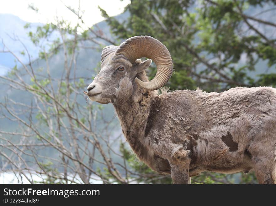 Young Rocky Mountain Bighorn Sheep