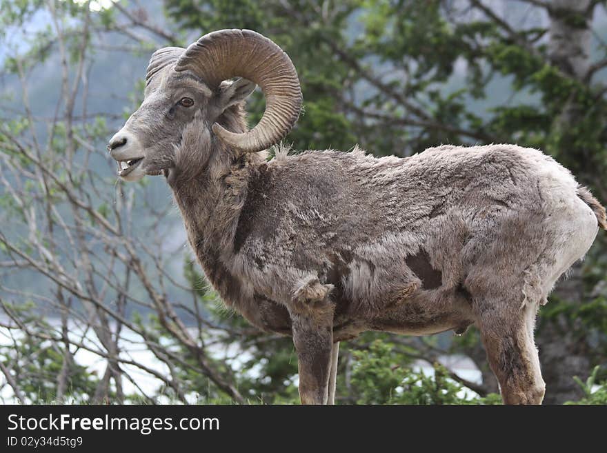 Young rocky mountain bighorn sheep