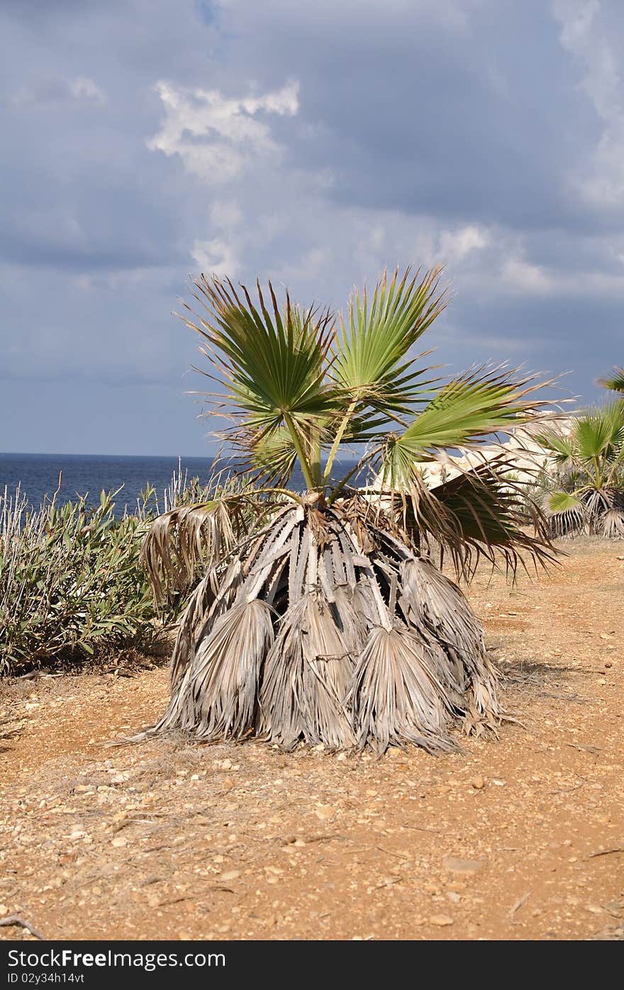 Palm tree on the beach in Syria. Close to Lattakia city.